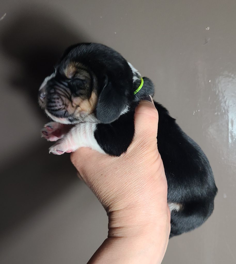 des Cotes de la Saunade - Chiots disponibles - Basset Hound