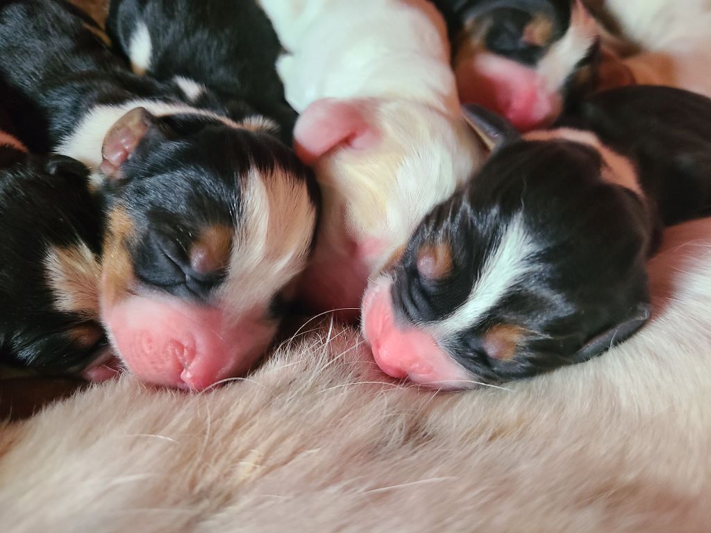 des Cotes de la Saunade - Chiots disponibles - Basset Hound