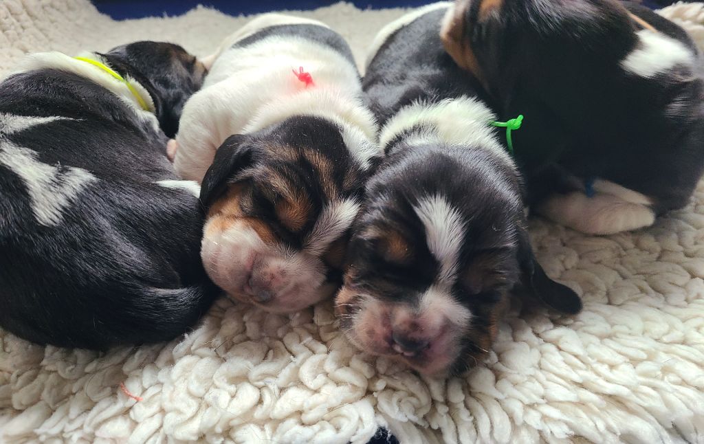 Chiot Basset Hound des Cotes de la Saunade