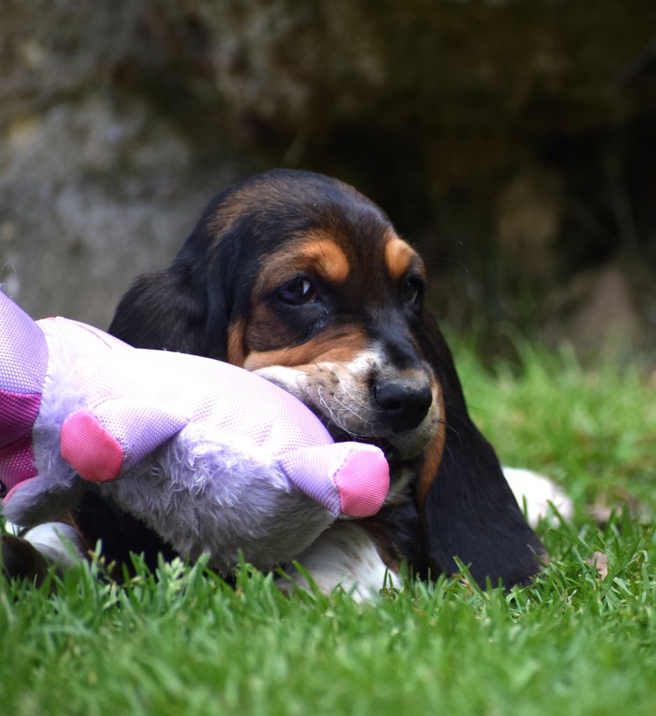 des Cotes de la Saunade - Chiots disponibles - Basset Hound