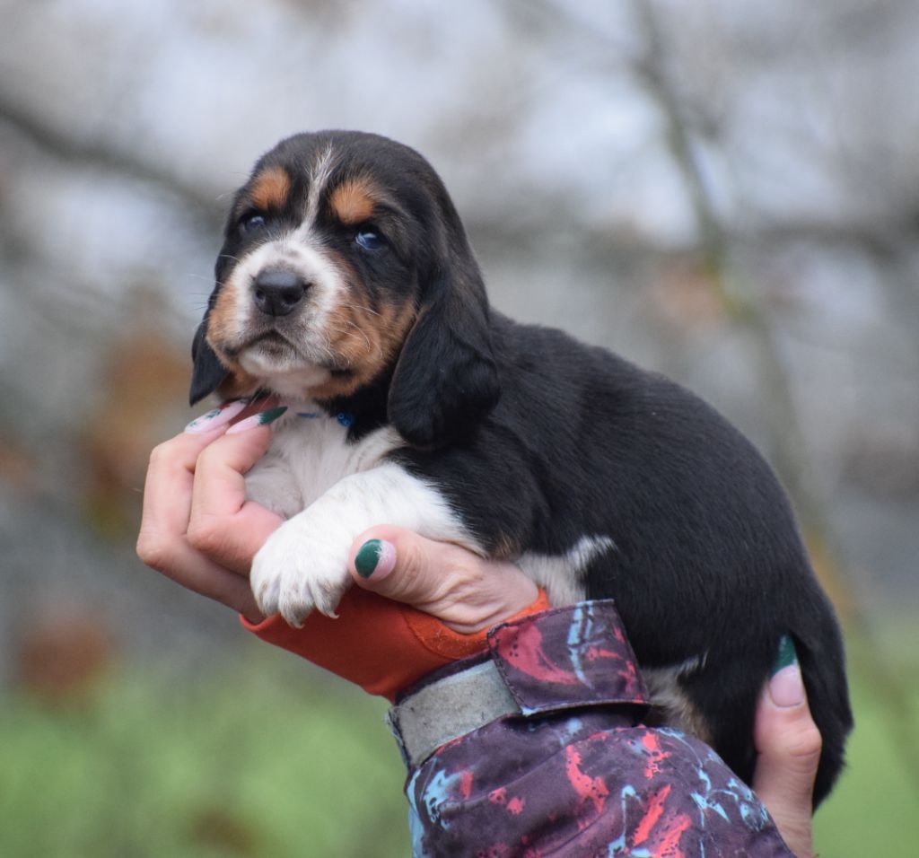 des Cotes de la Saunade - Chiots disponibles - Basset Hound