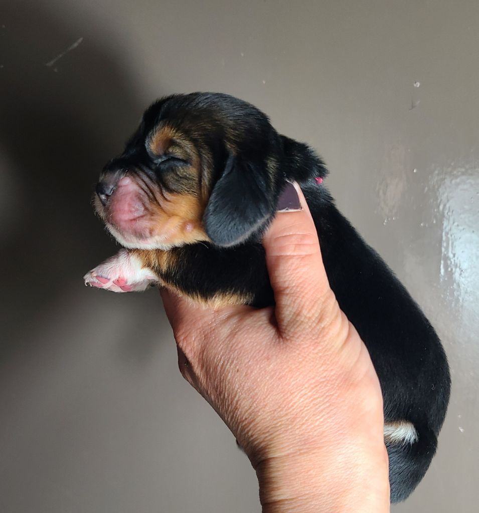 des Cotes de la Saunade - Chiots disponibles - Basset Hound