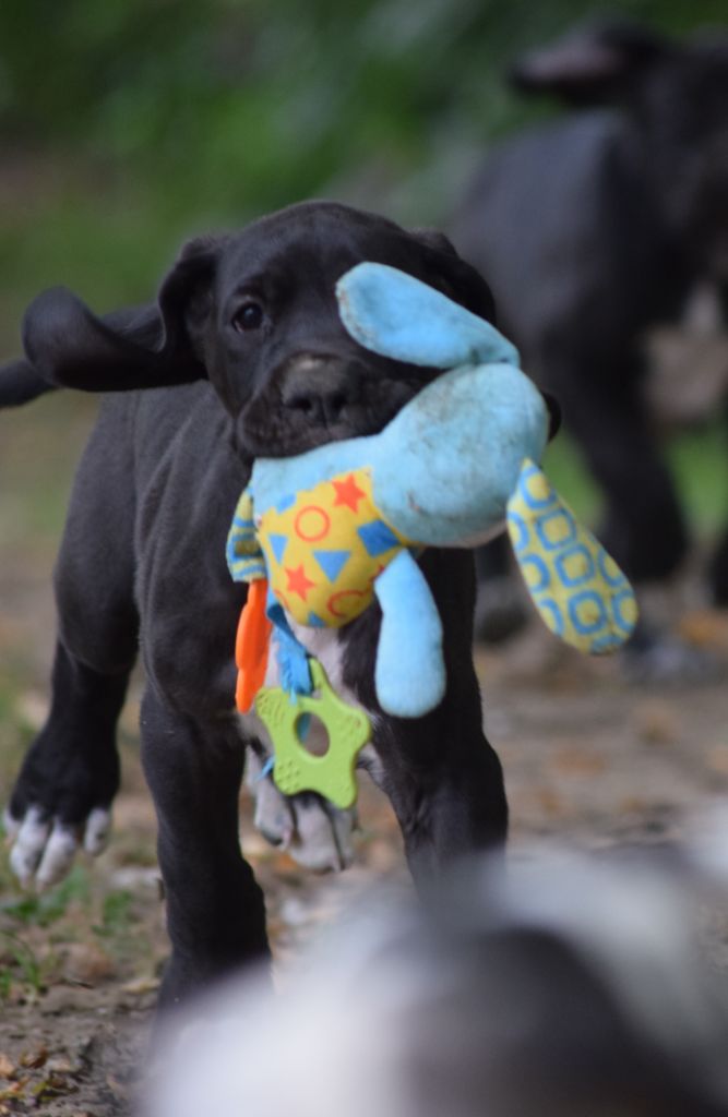 des Cotes de la Saunade - Dogue allemand - Portée née le 05/07/2023