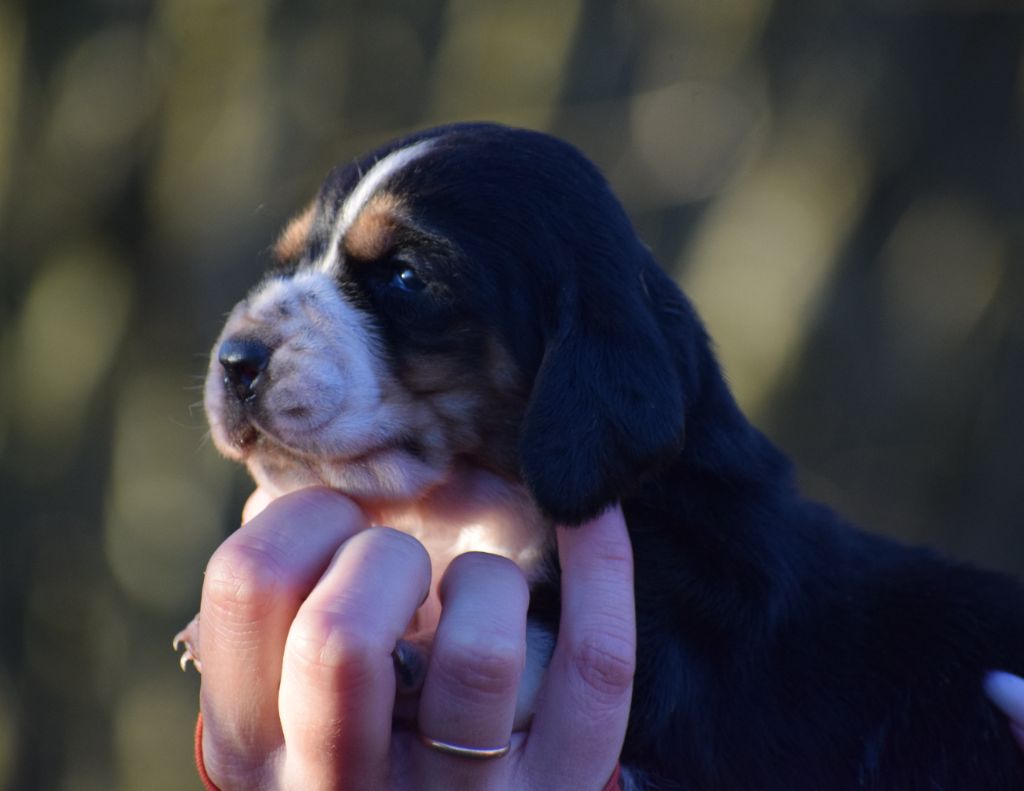 des Cotes de la Saunade - Chiots disponibles - Basset Hound