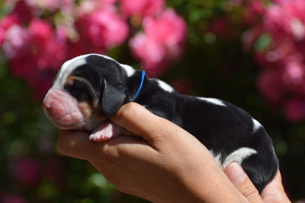 des Cotes de la Saunade - Chiots disponibles - Basset Hound