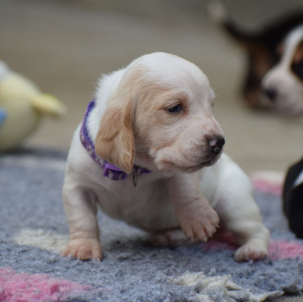 des Cotes de la Saunade - Chiots disponibles - Basset Hound