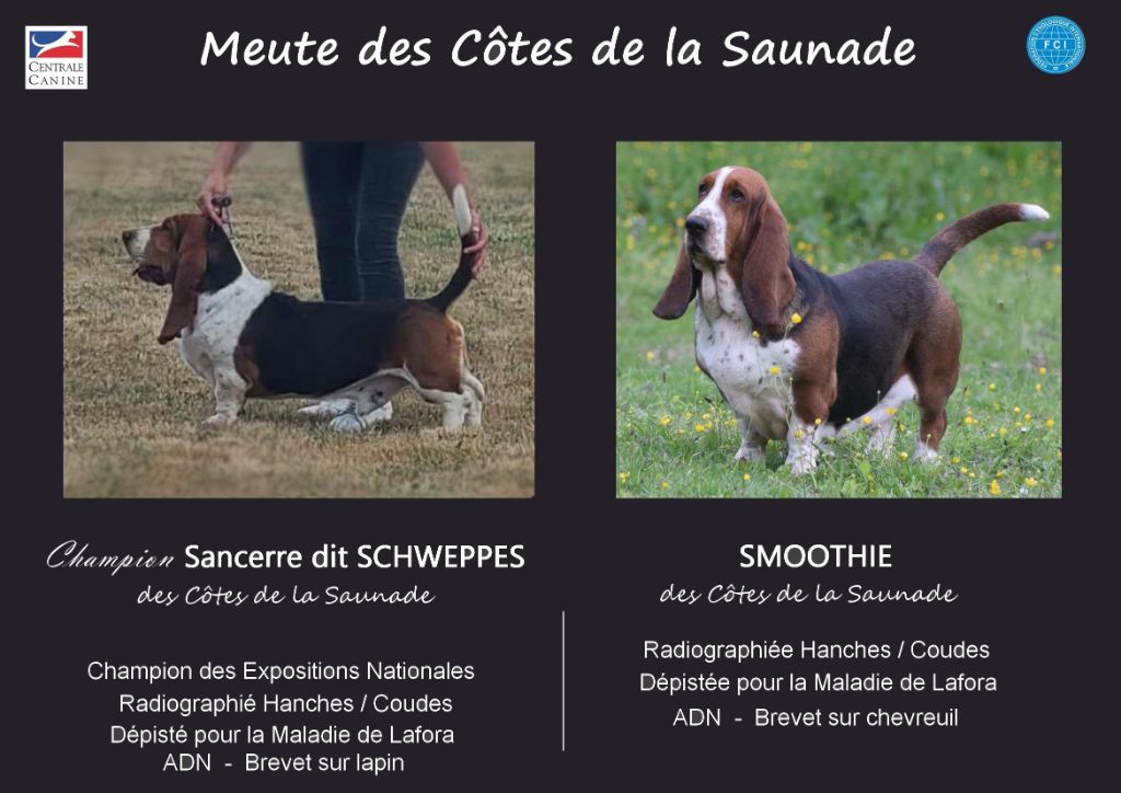des Cotes de la Saunade - Basset Hound - Portée née le 04/12/2025