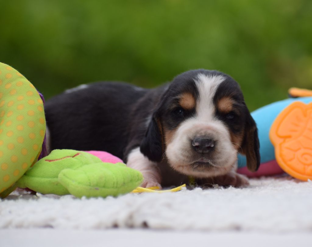 des Cotes de la Saunade - Chiots disponibles - Basset Hound