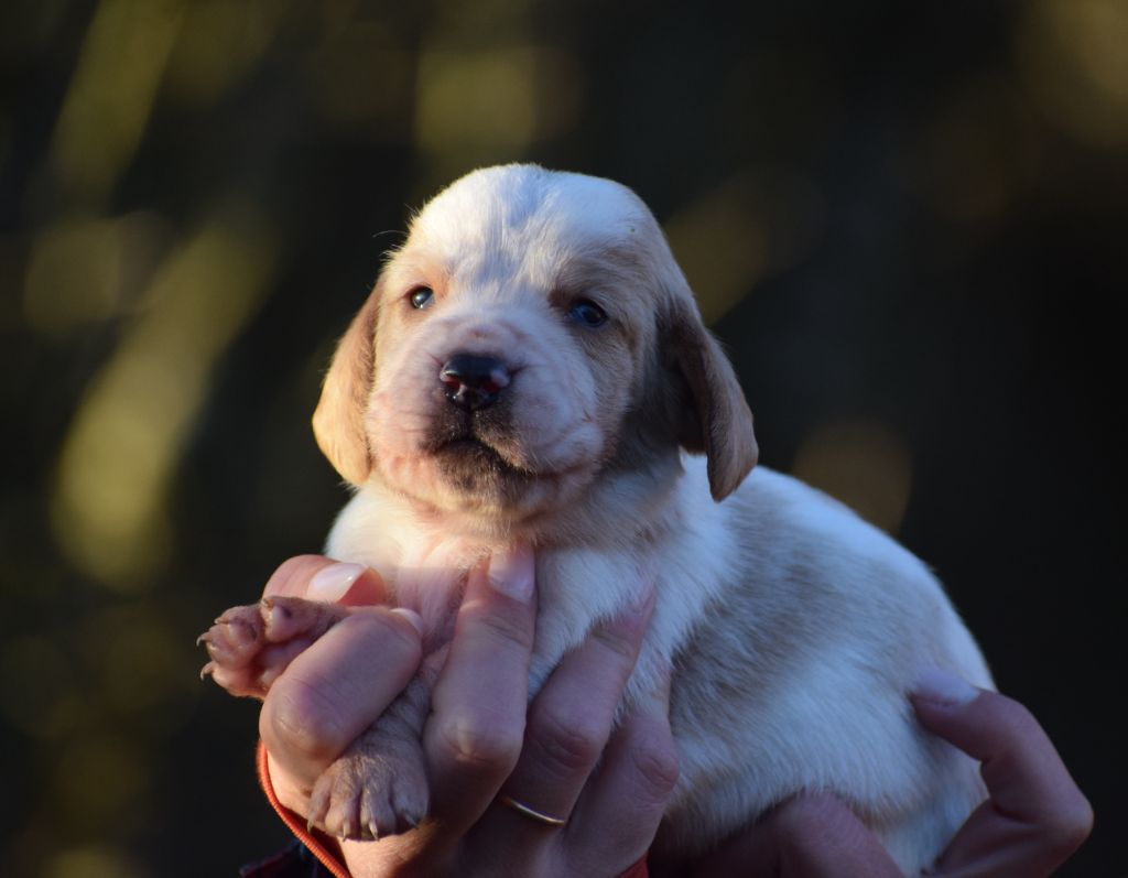 des Cotes de la Saunade - Chiots disponibles - Basset Hound