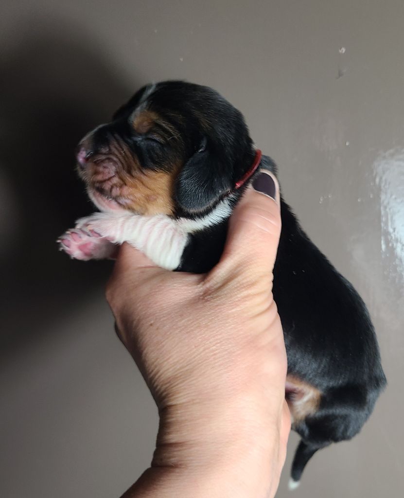 des Cotes de la Saunade - Chiots disponibles - Basset Hound