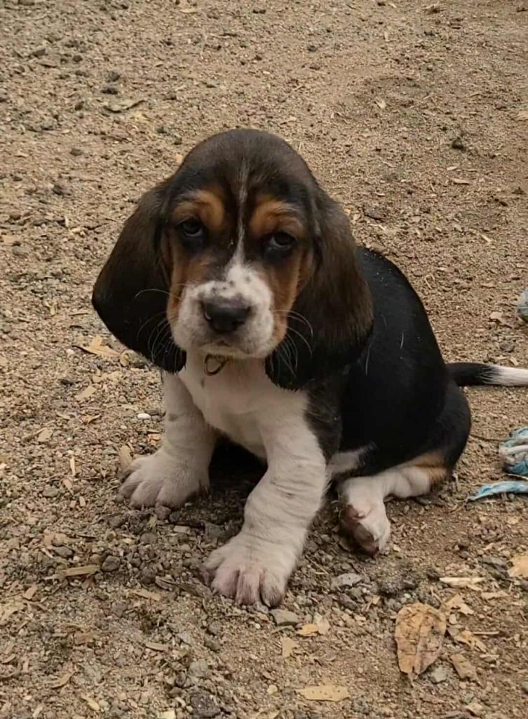 des Cotes de la Saunade - Chiots disponibles - Basset Hound