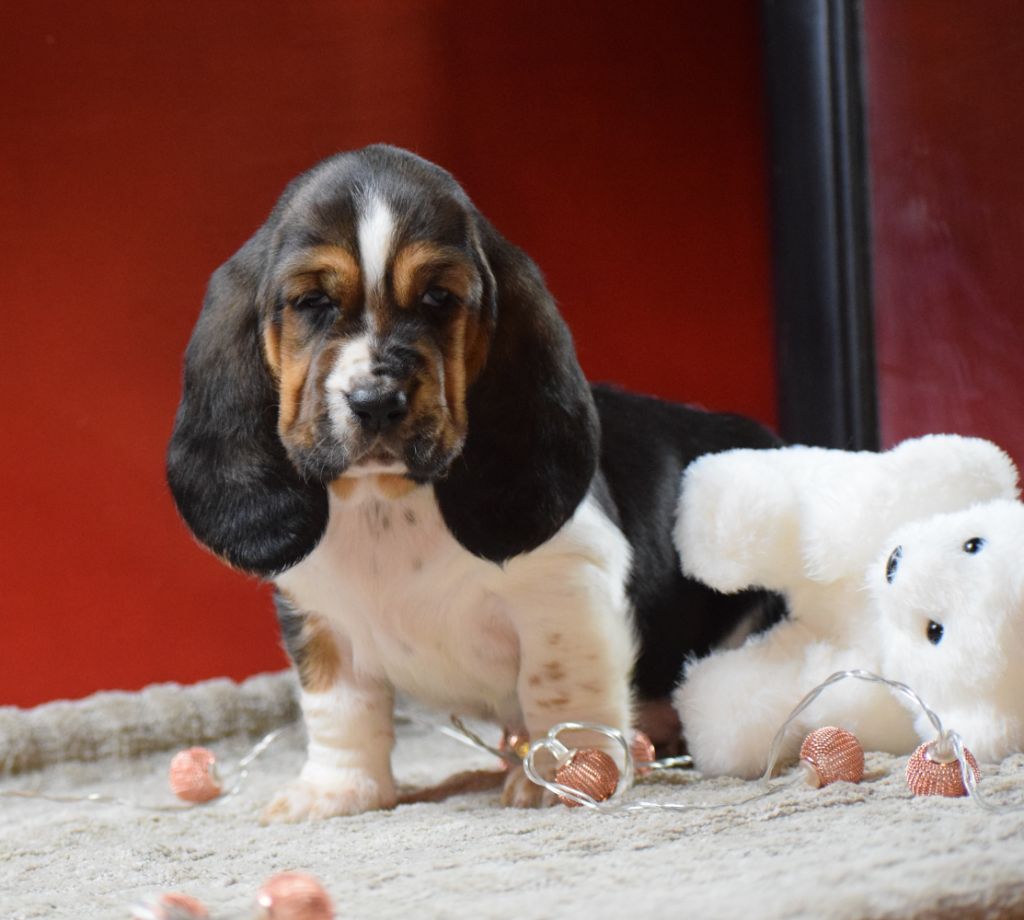 des Cotes de la Saunade - Chiots disponibles - Basset Hound