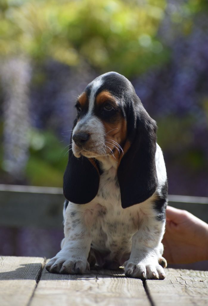 des Cotes de la Saunade - Basset Hound - Portée née le 22/03/2025