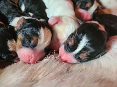 CHIOT