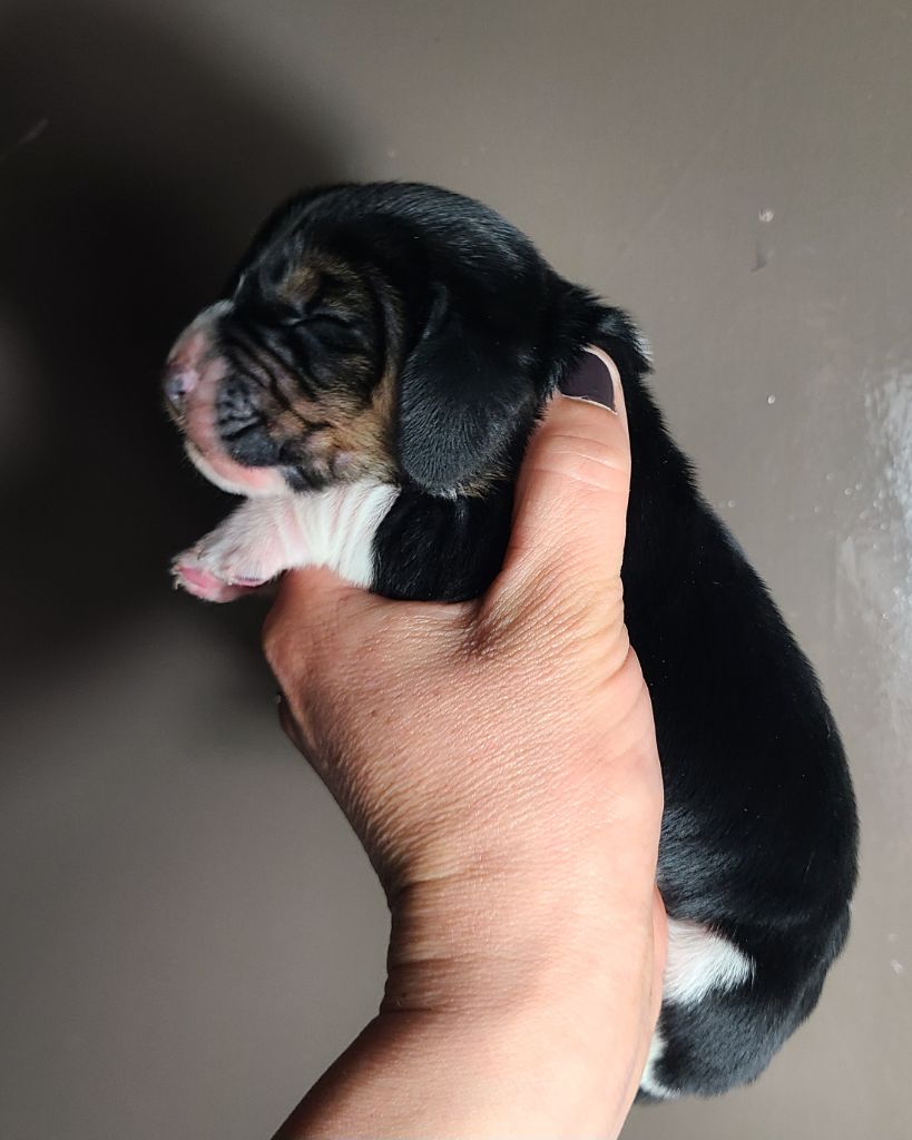 des Cotes de la Saunade - Chiots disponibles - Basset Hound