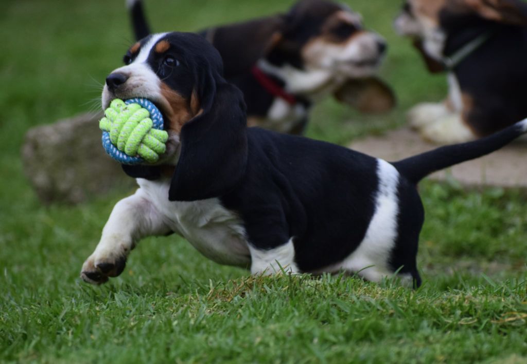 des Cotes de la Saunade - Chiots disponibles - Basset Hound