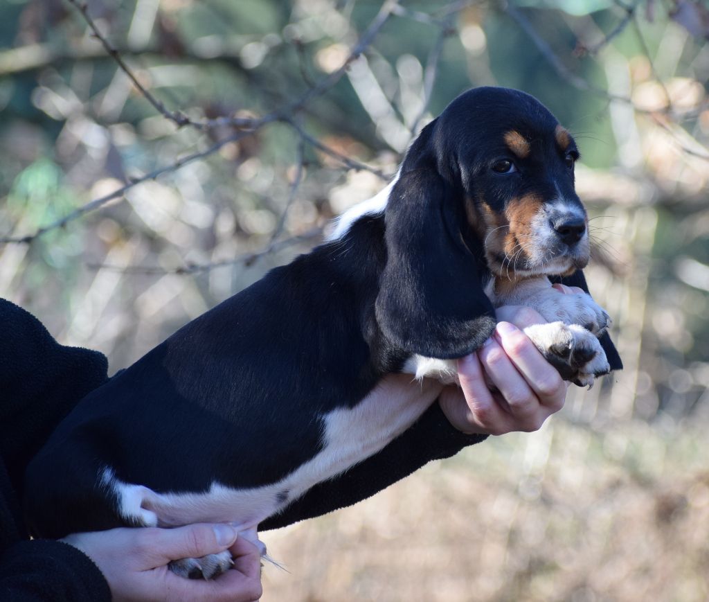 des Cotes de la Saunade - Basset Hound - Portée née le 24/11/2023