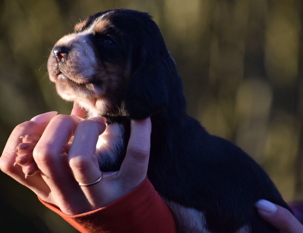 des Cotes de la Saunade - Chiots disponibles - Basset Hound