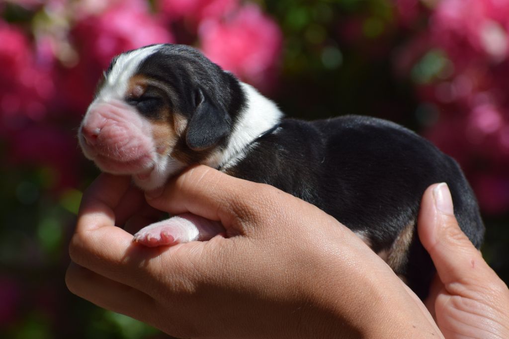 des Cotes de la Saunade - Chiots disponibles - Basset Hound