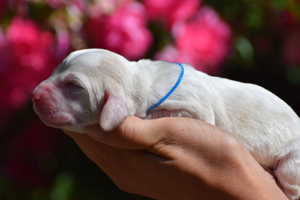 des Cotes de la Saunade - Chiots disponibles - Basset Hound
