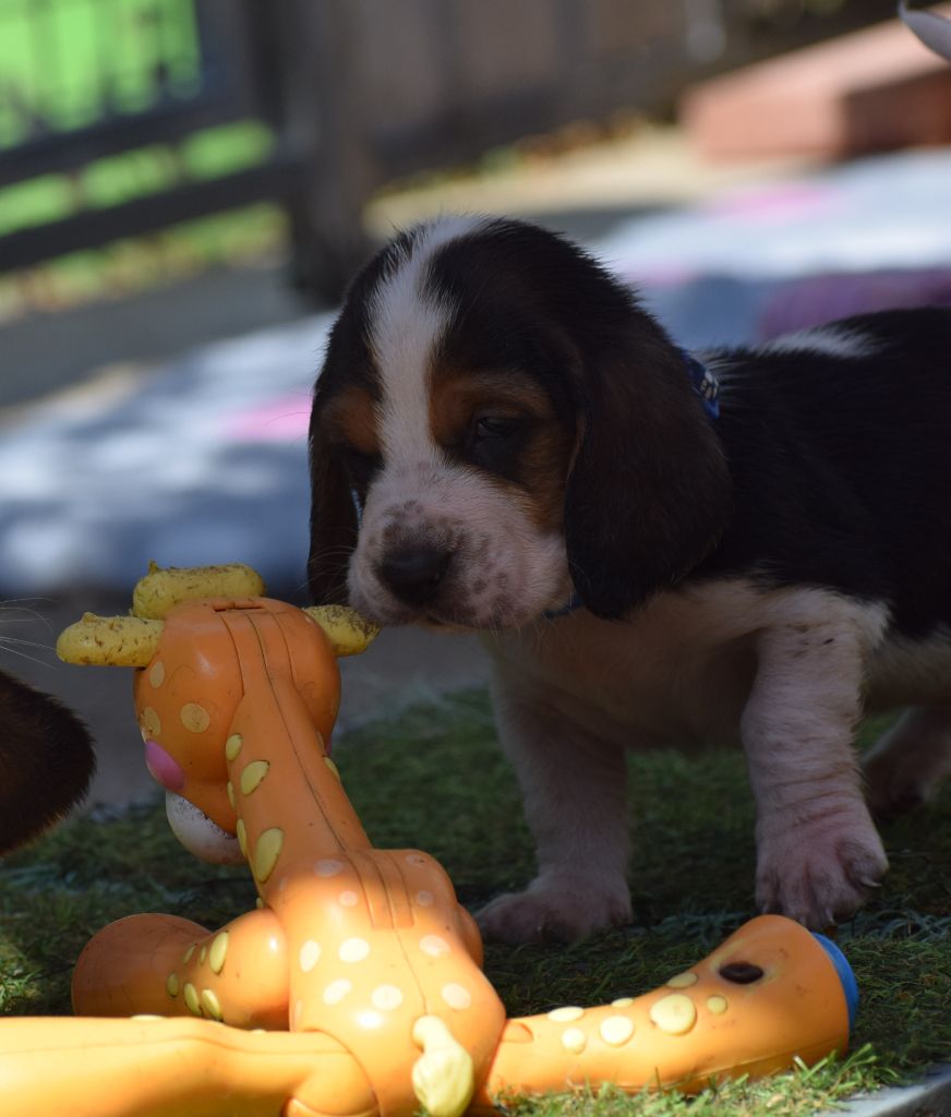 des Cotes de la Saunade - Basset Hound - Portée née le 14/07/2025