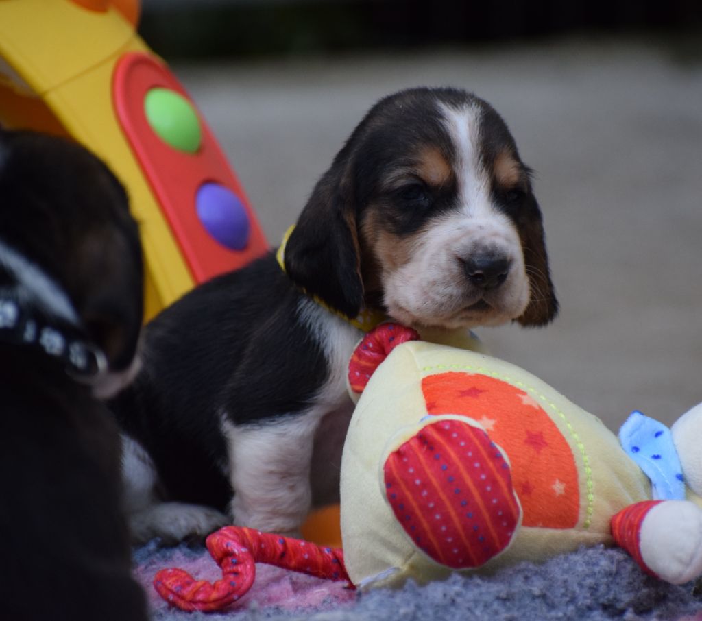 des Cotes de la Saunade - Chiots disponibles - Basset Hound