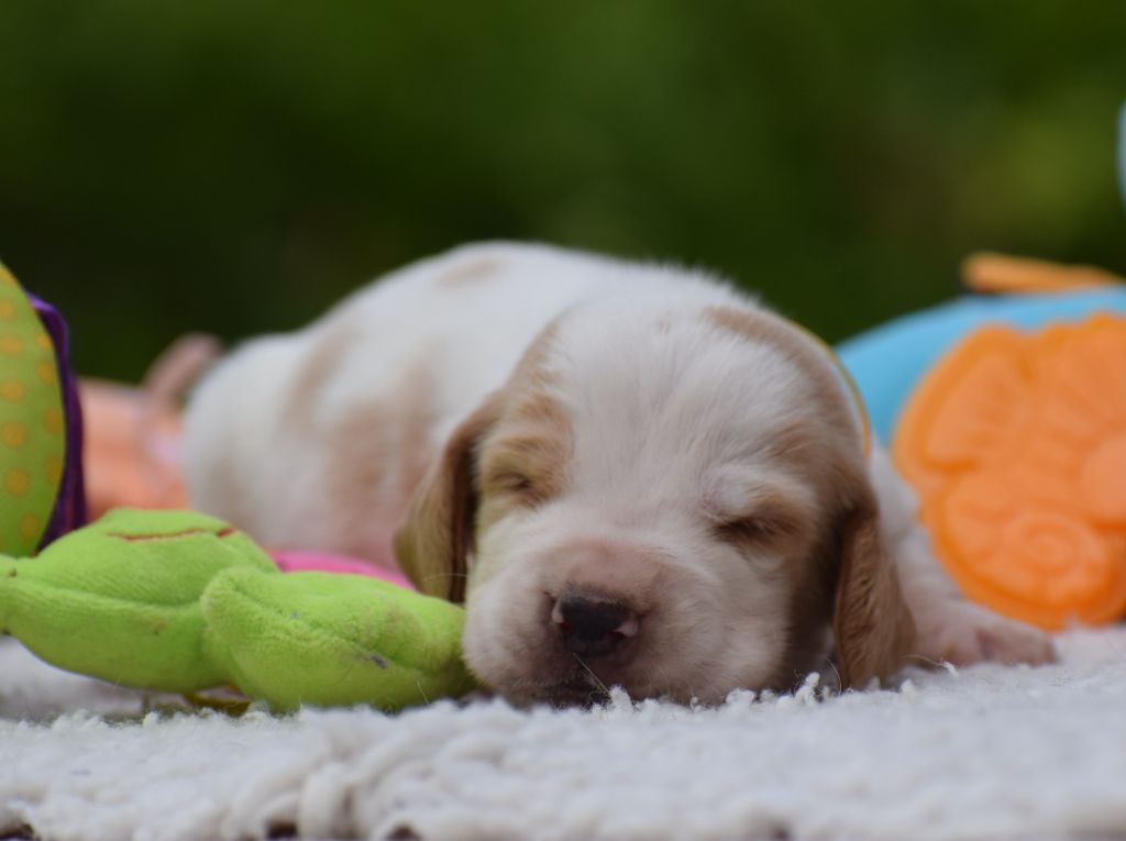 des Cotes de la Saunade - Chiots disponibles - Basset Hound