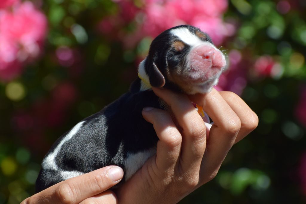 des Cotes de la Saunade - Chiots disponibles - Basset Hound