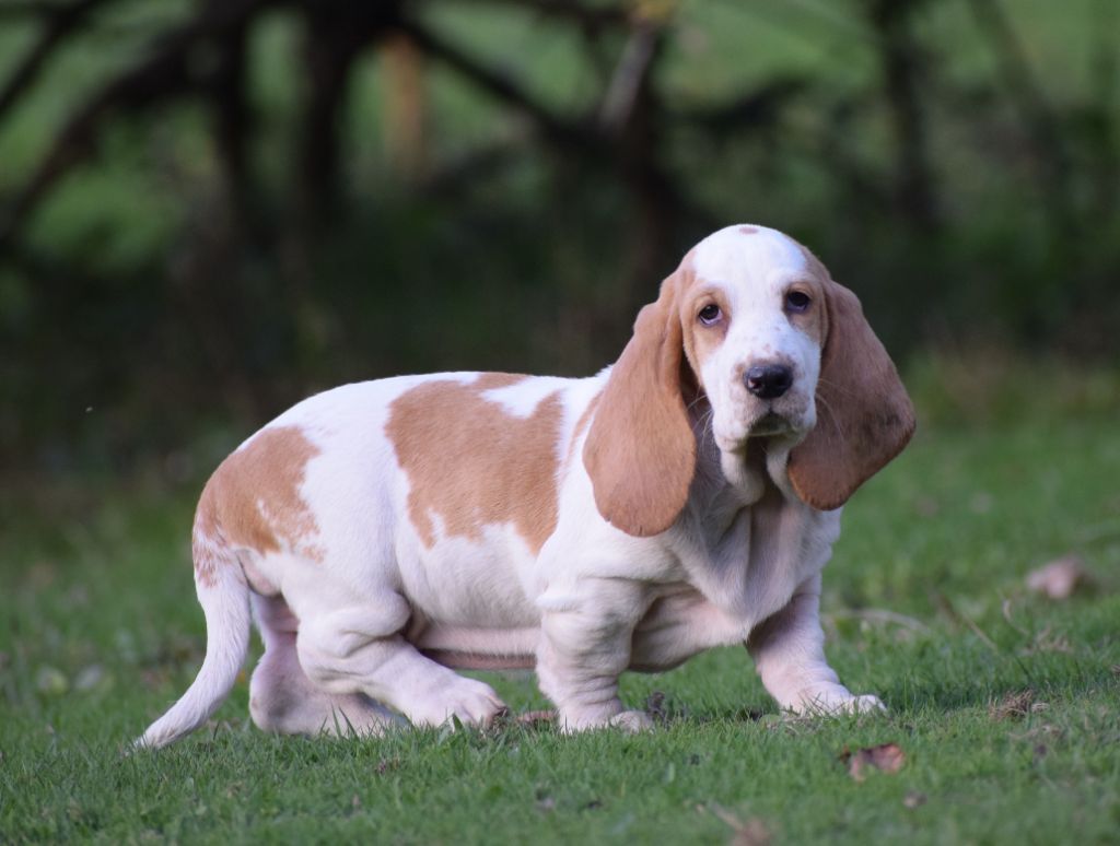 des Cotes de la Saunade - Chiots disponibles - Basset Hound