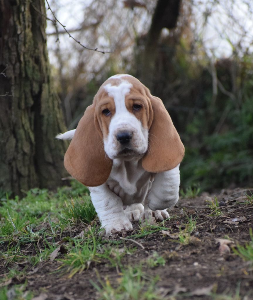 des Cotes de la Saunade - Basset Hound - Portée née le 24/12/2024