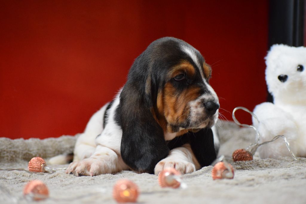des Cotes de la Saunade - Chiots disponibles - Basset Hound