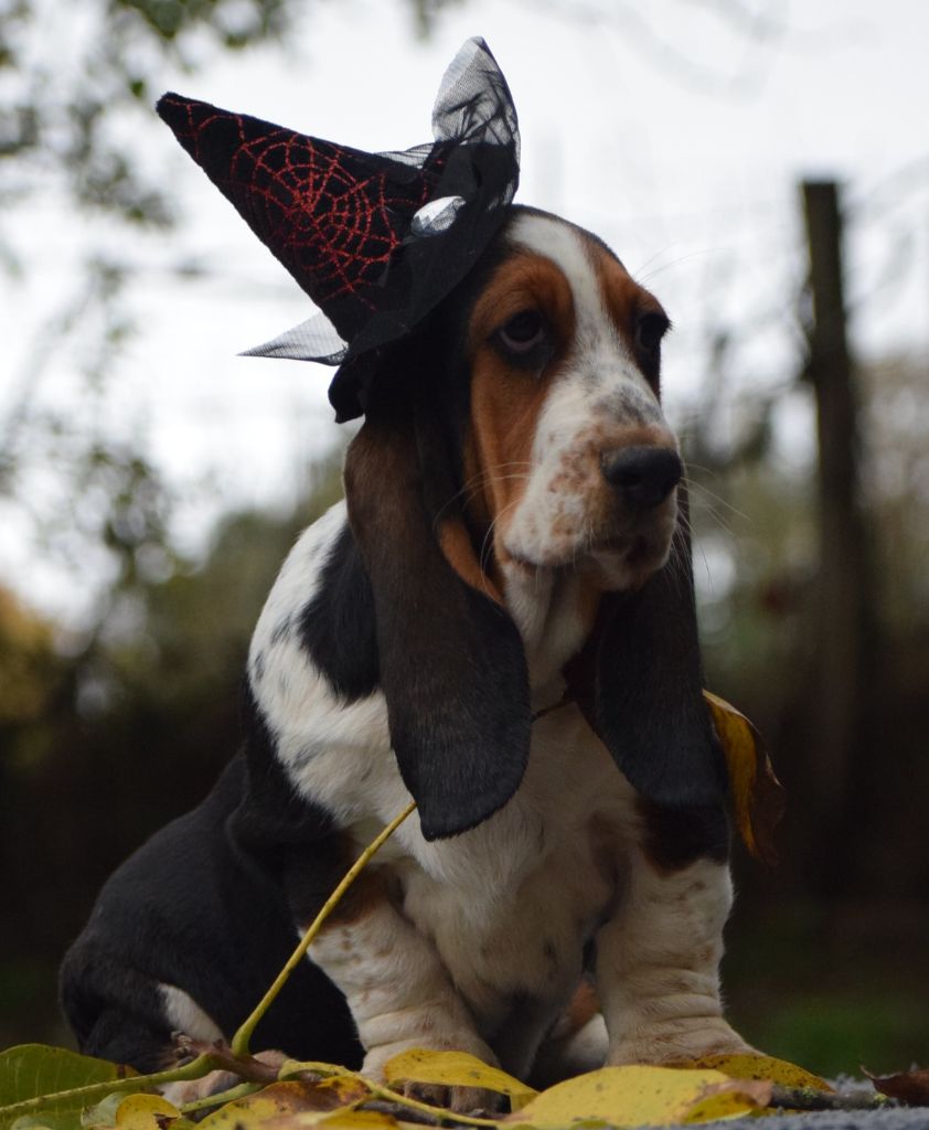 des Cotes de la Saunade - Chiots disponibles - Basset Hound