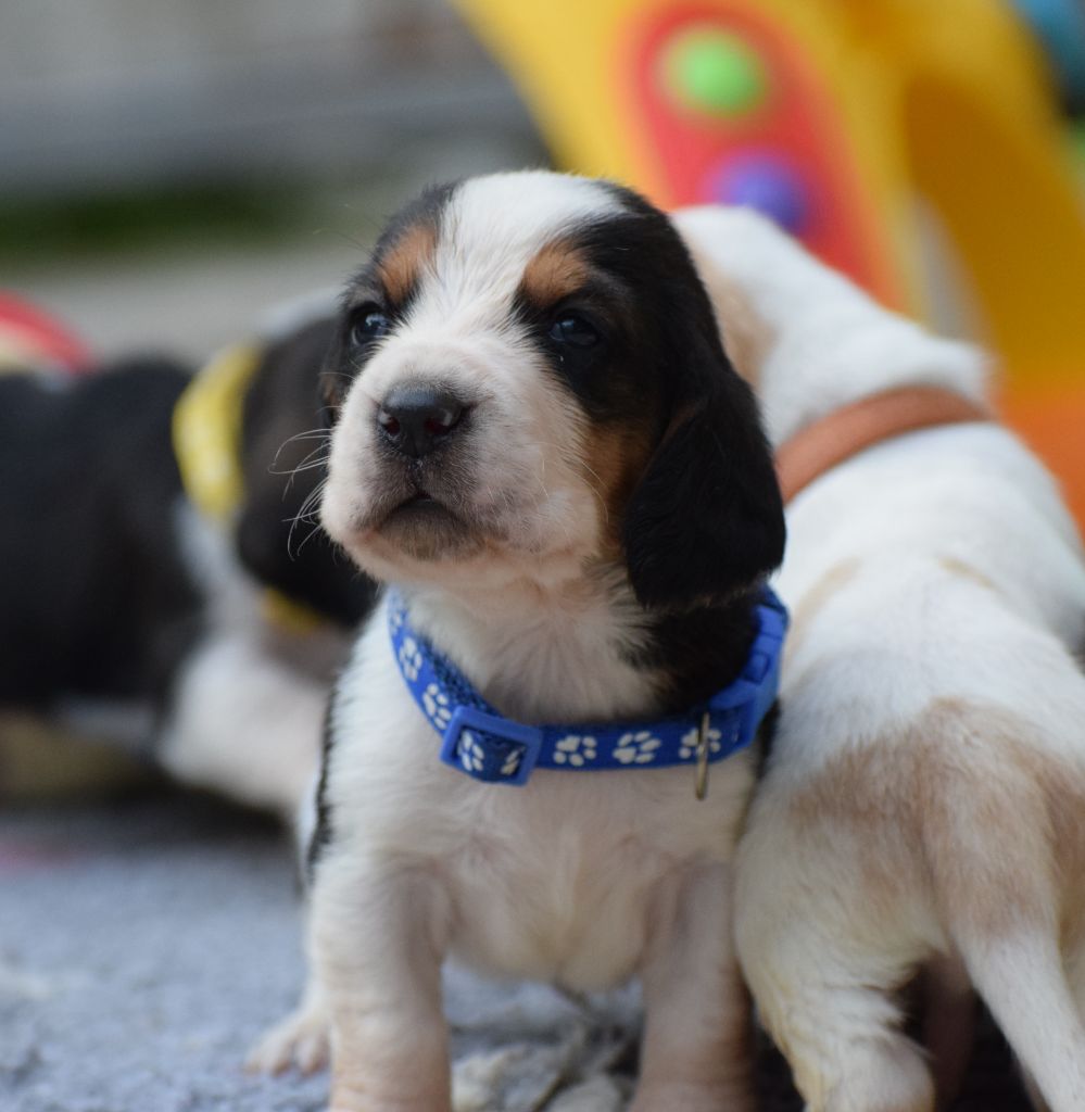 des Cotes de la Saunade - Chiots disponibles - Basset Hound